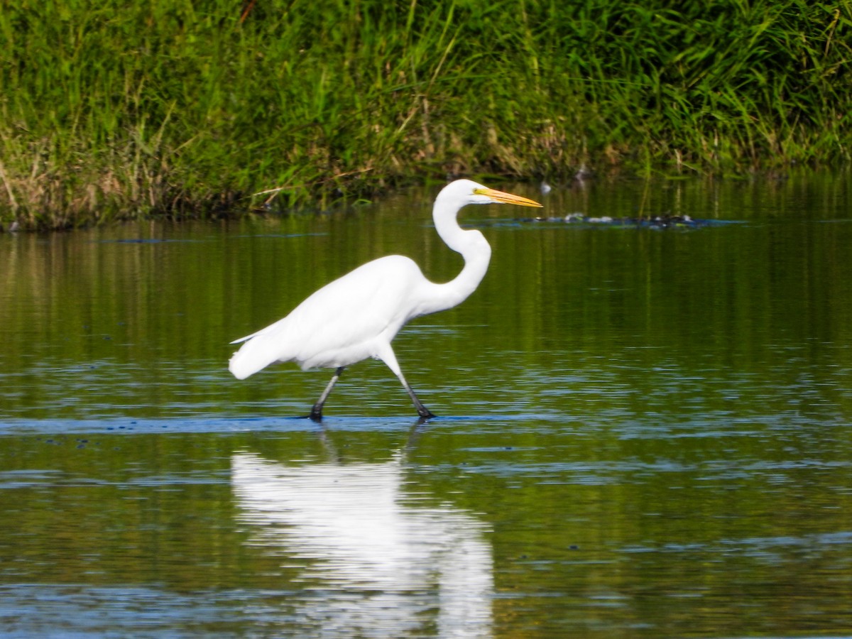 Great Egret - ML641578905