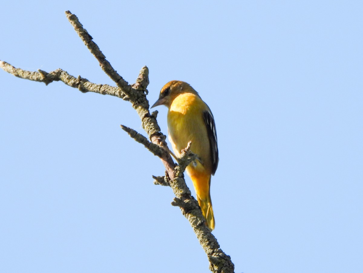 Baltimore Oriole - ML641578912