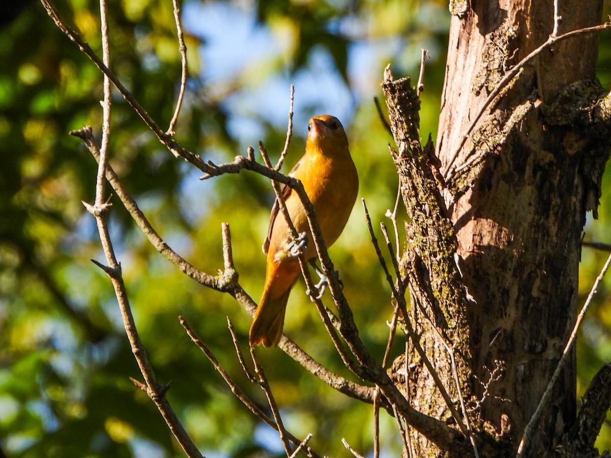 Baltimore Oriole - ML641578914
