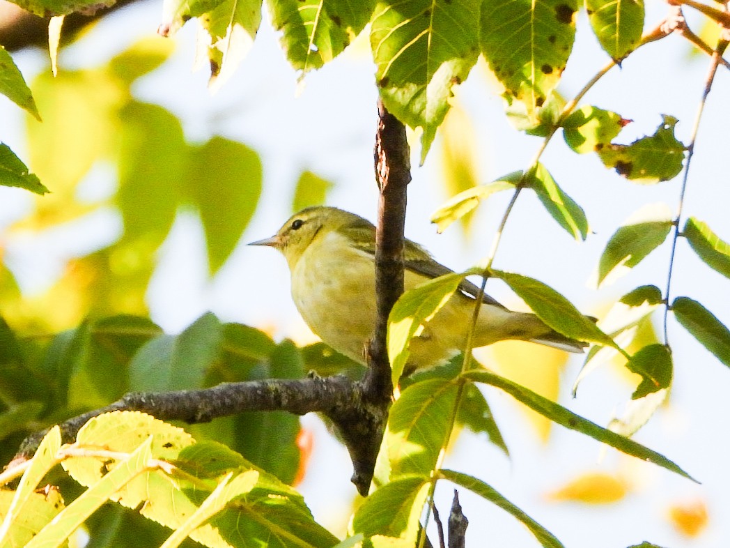 Tennessee Warbler - ML641578924