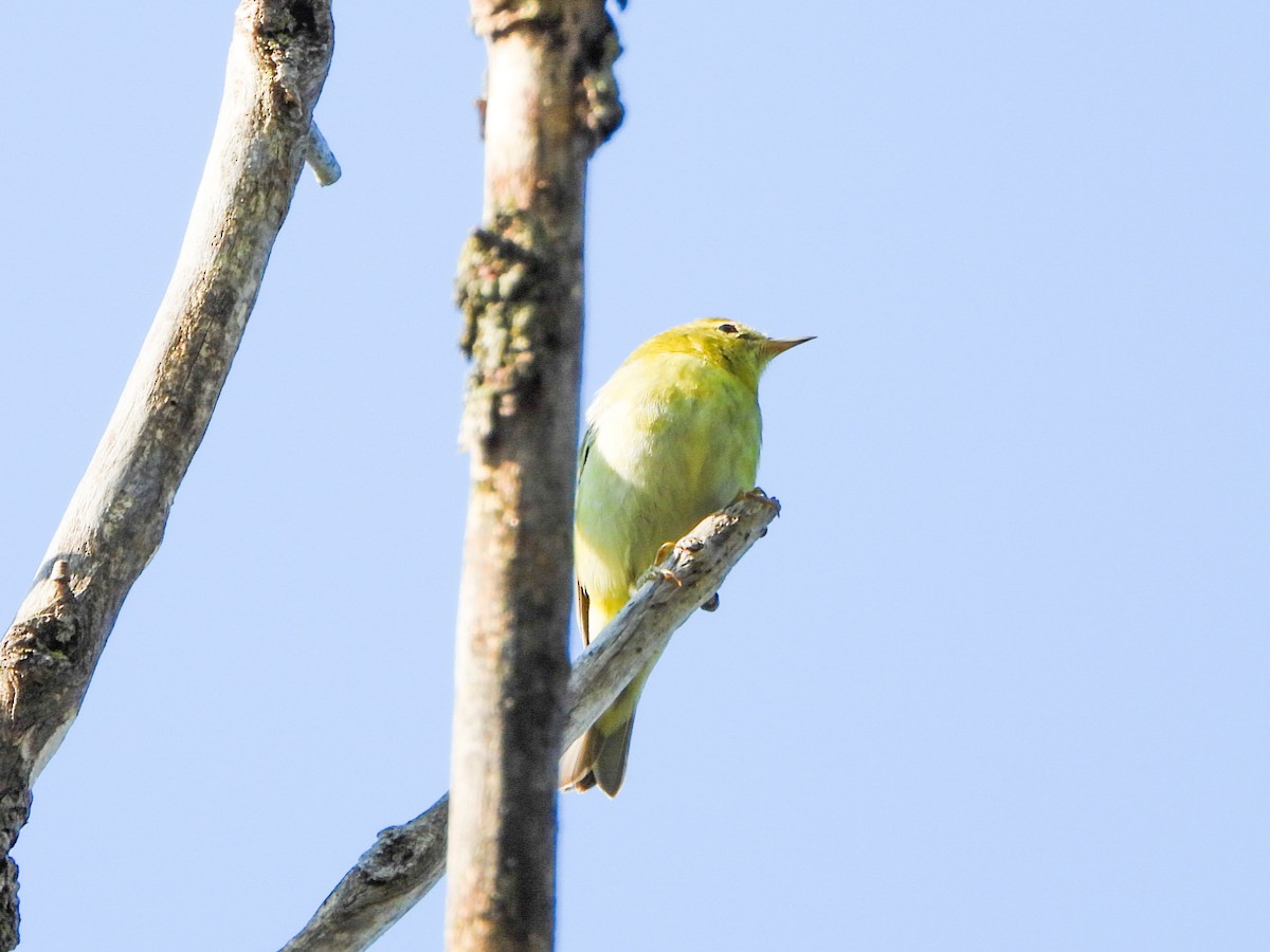 Tennessee Warbler - ML641578925