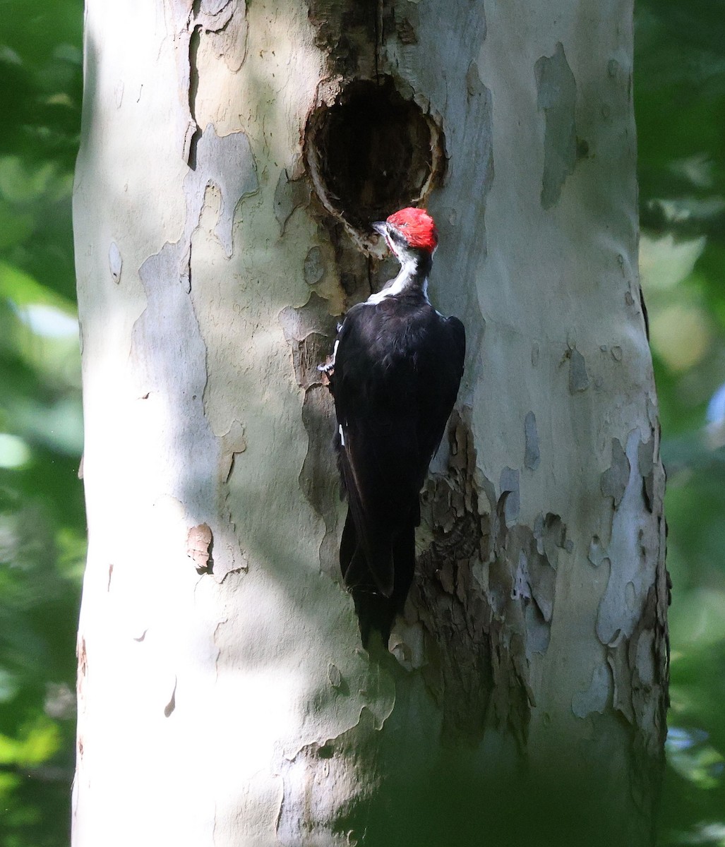 Pileated Woodpecker - ML641578927