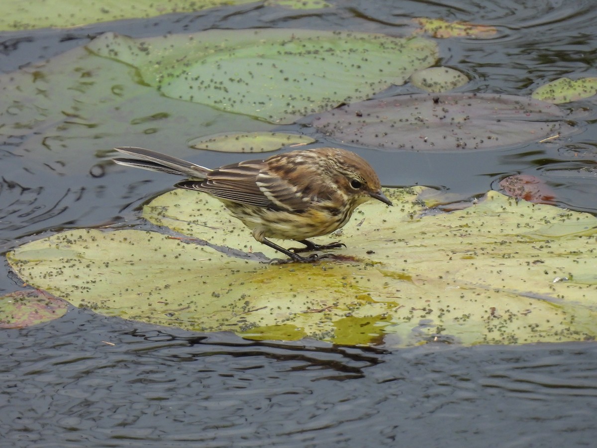 Yellow-rumped Warbler - ML641578929