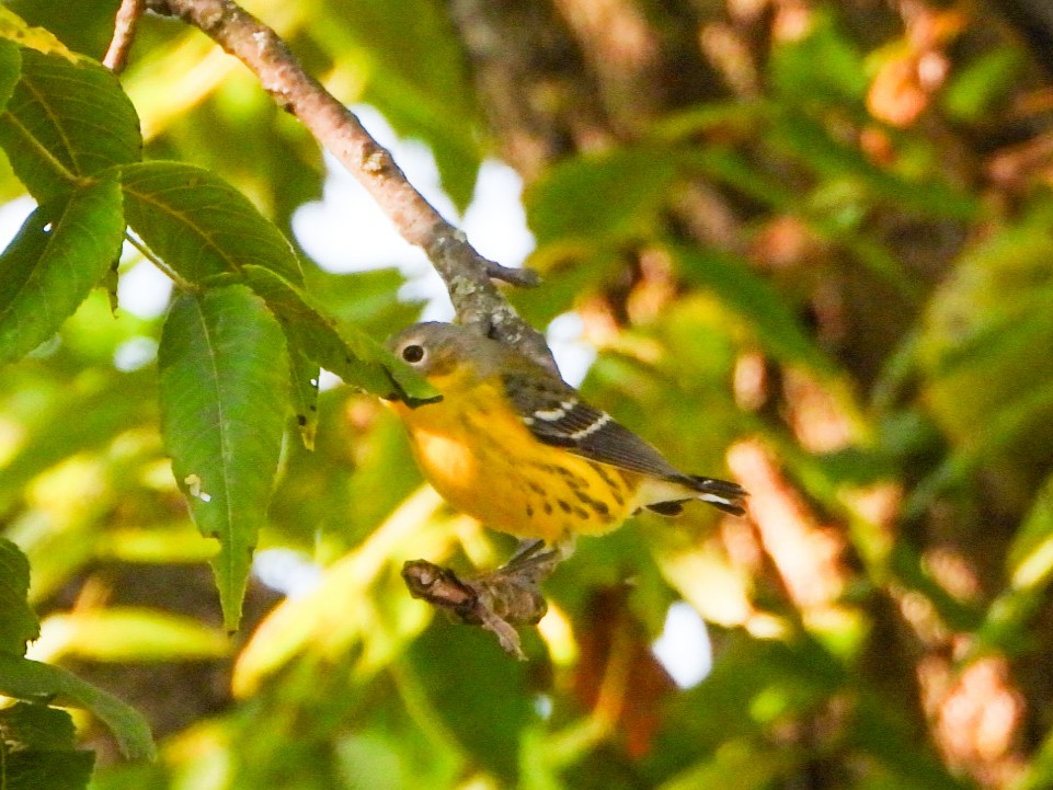 Magnolia Warbler - ML641578937