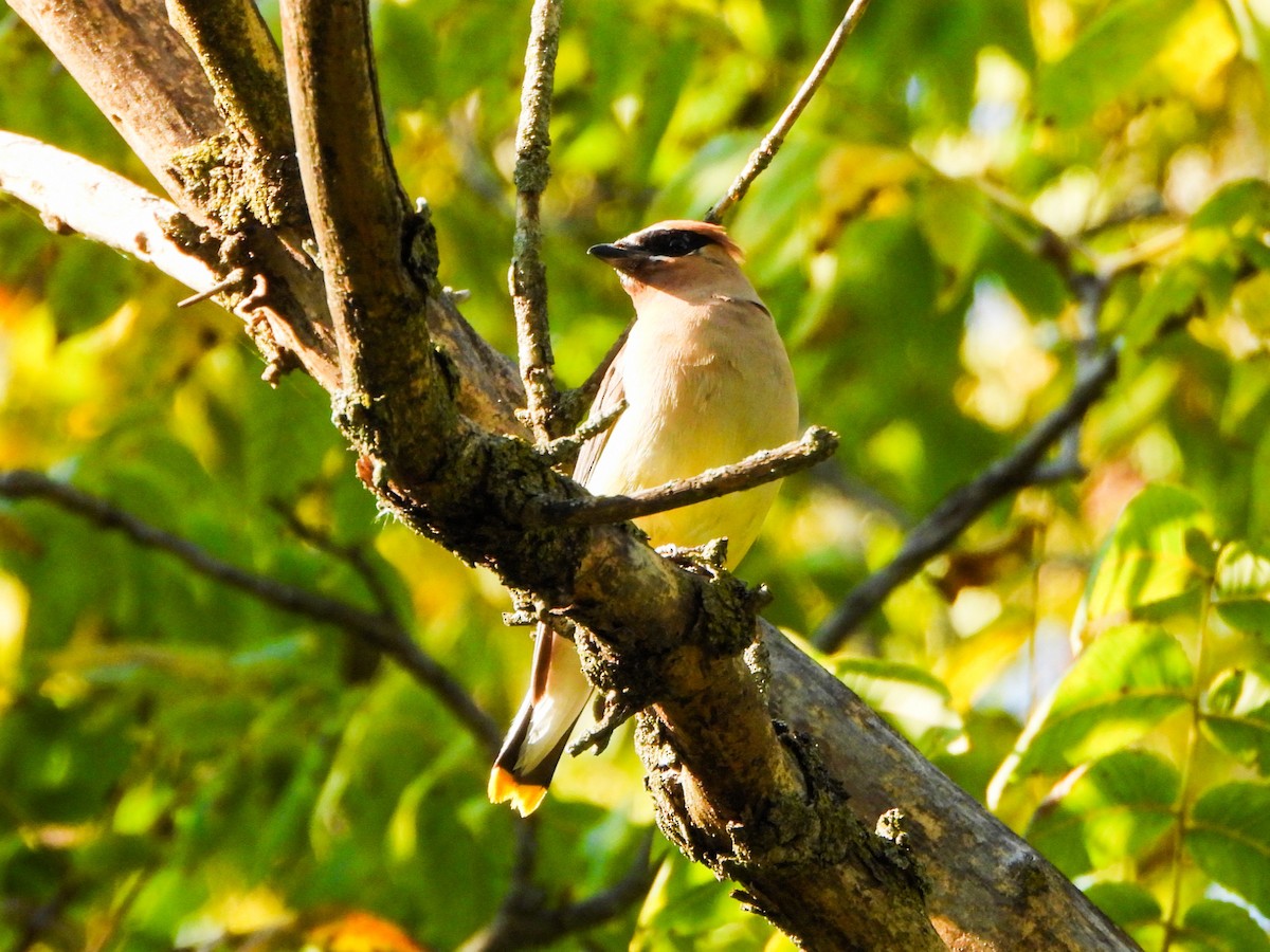 Cedar Waxwing - ML641578942