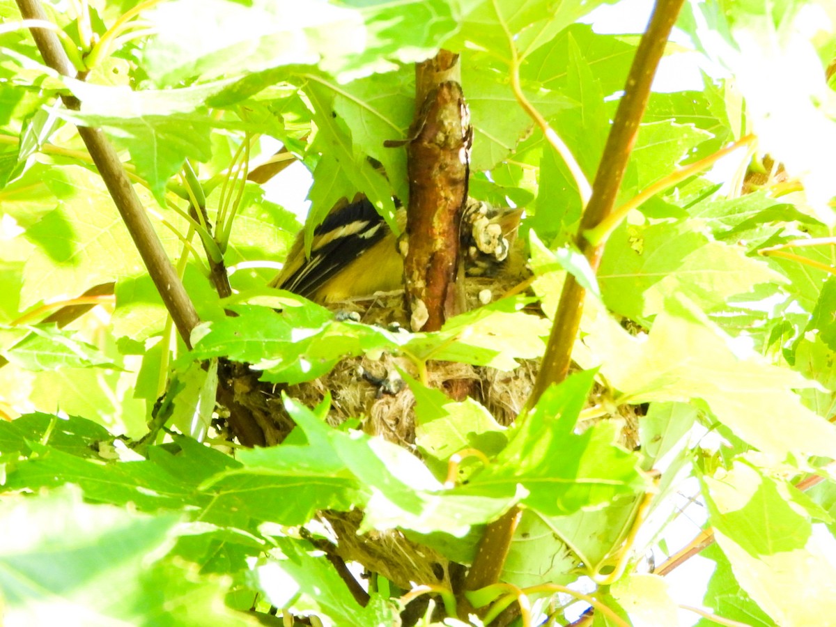 American Goldfinch - ML641578952