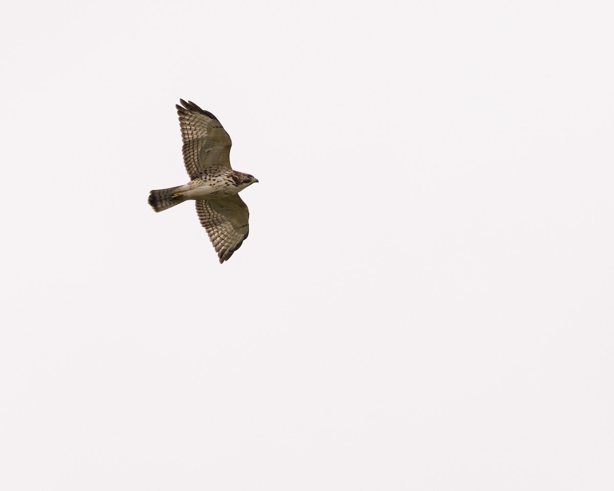 Buteo, unbestimmt - ML641578960