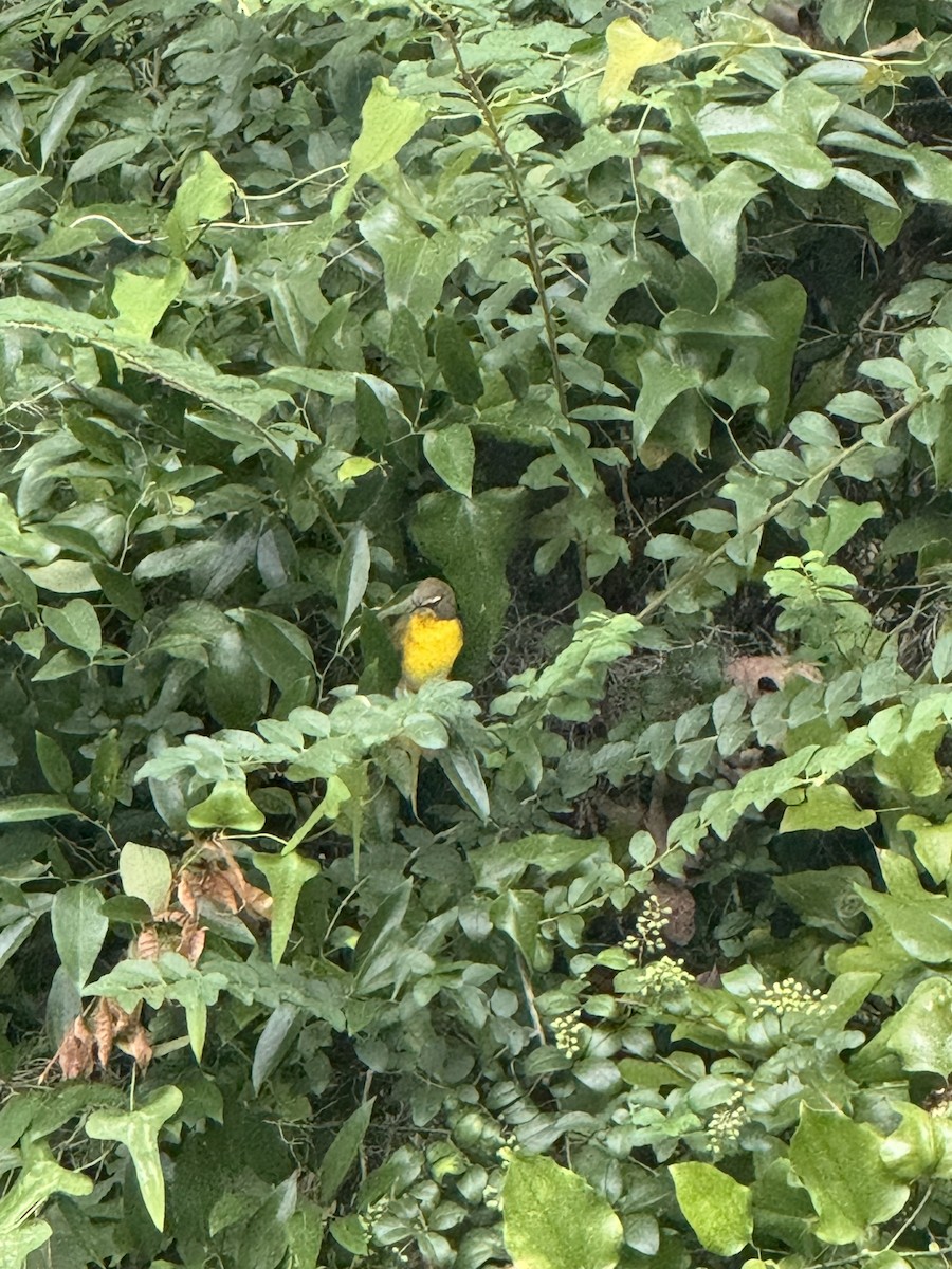 Yellow-breasted Chat - ML641578985