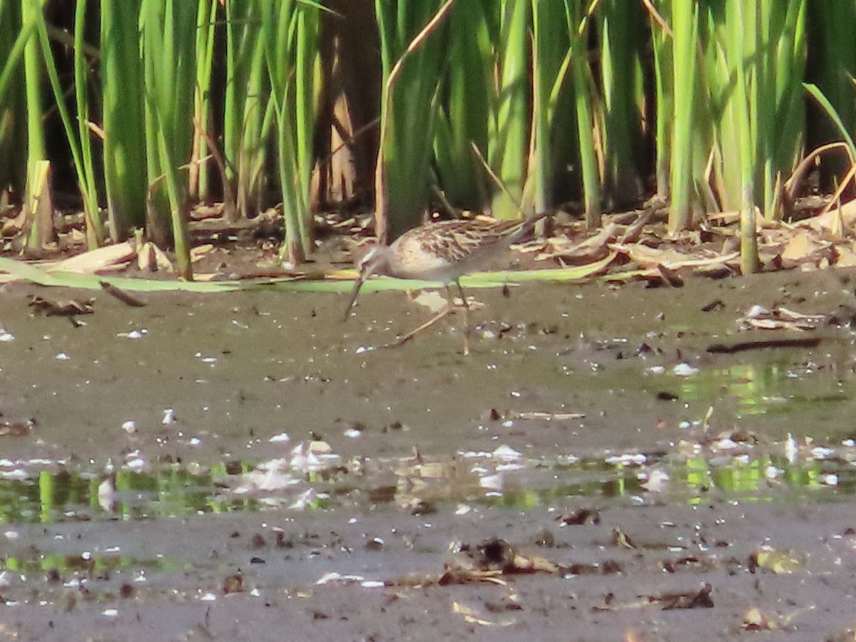 Bécasseau à échasses - ML641579004