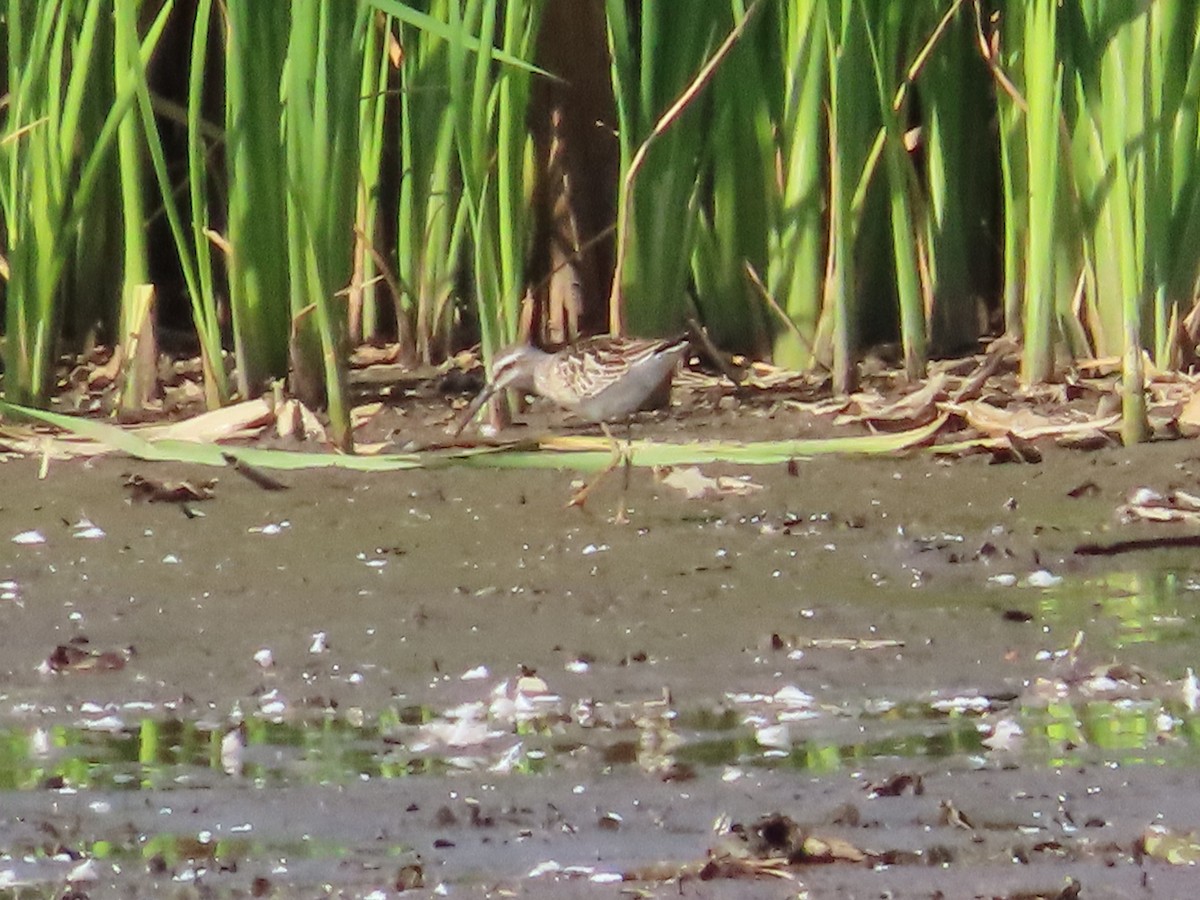 Bécasseau à échasses - ML641579005