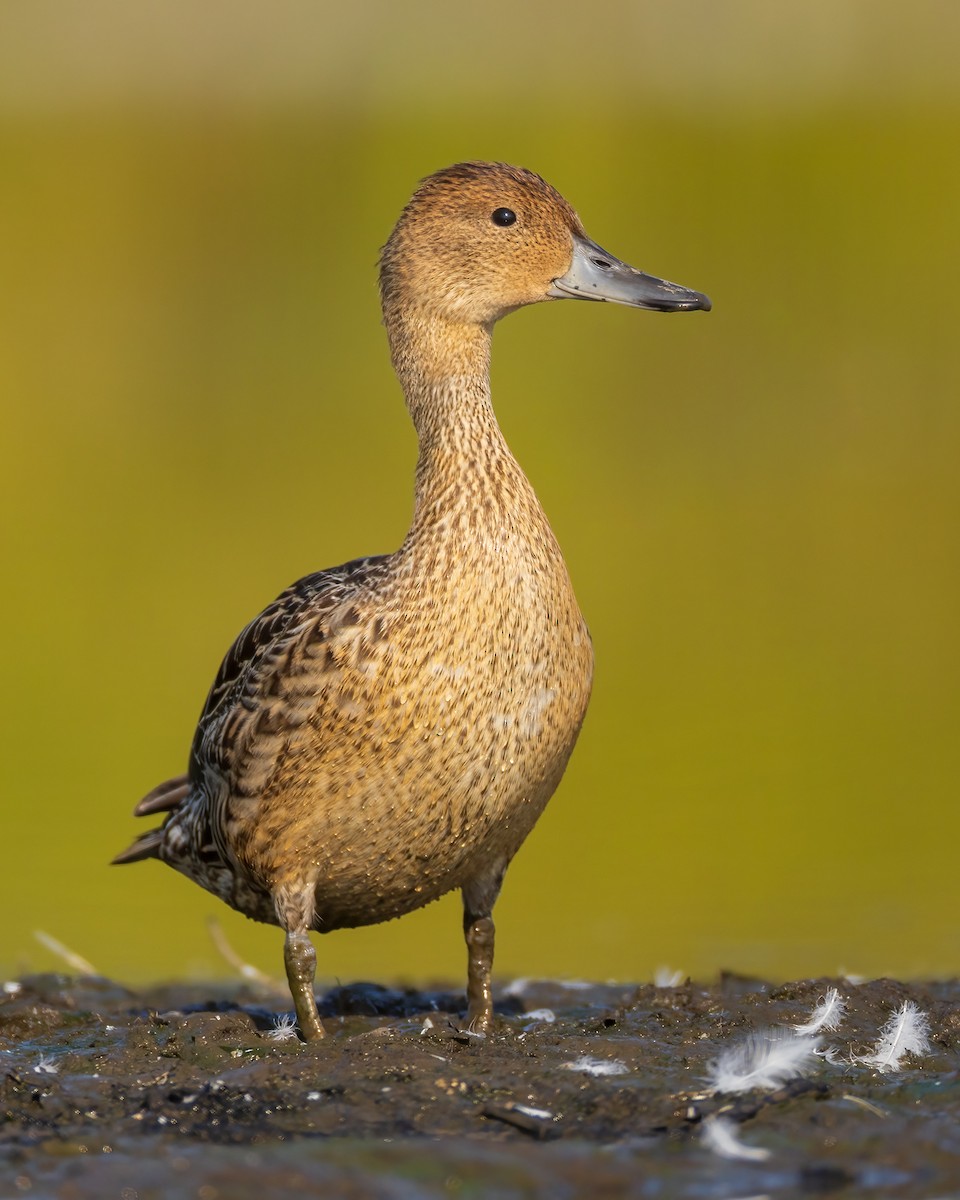 Canard pilet - ML641579009