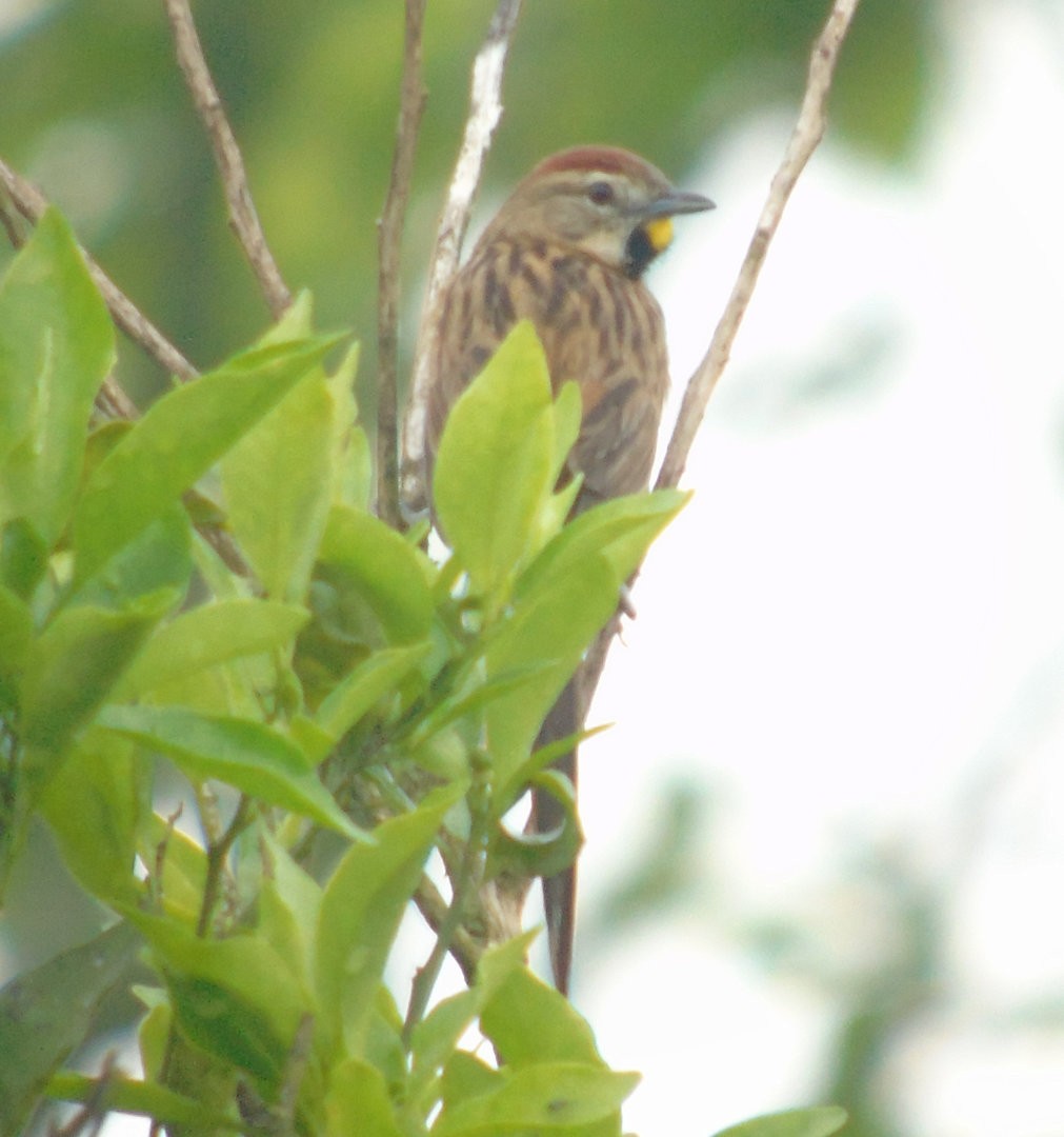 Chotoy Spinetail - ML641579025