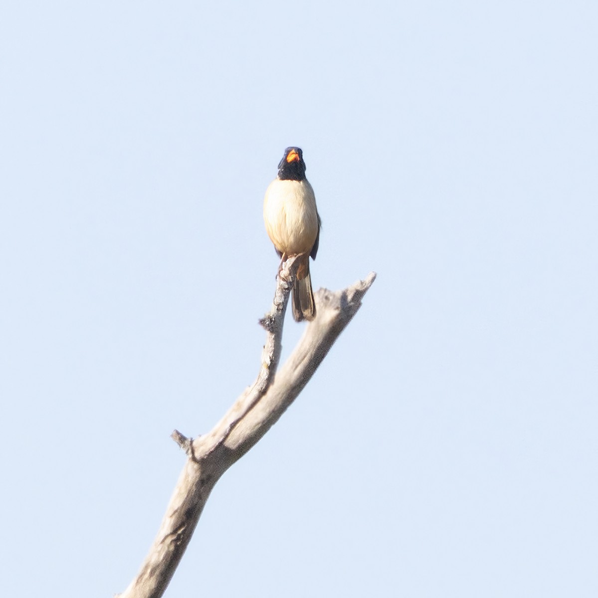 Black-throated Saltator - ML641579027