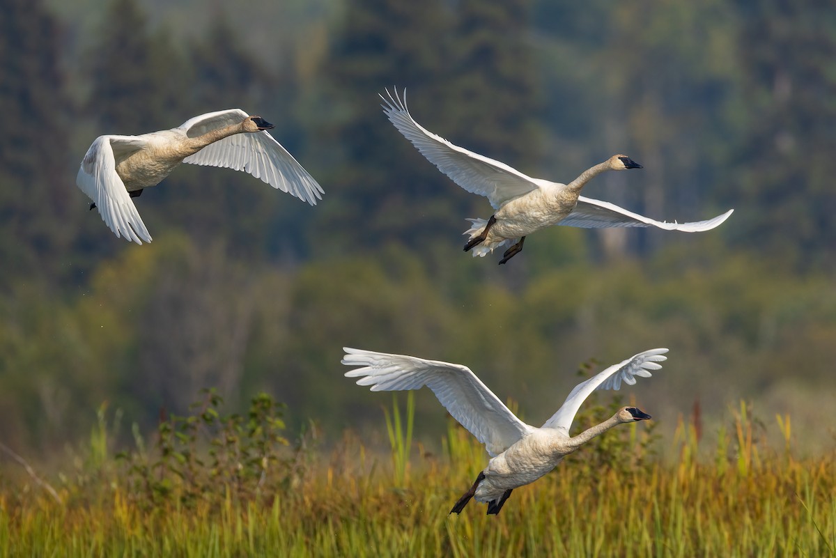 Cygne trompette - ML641579048