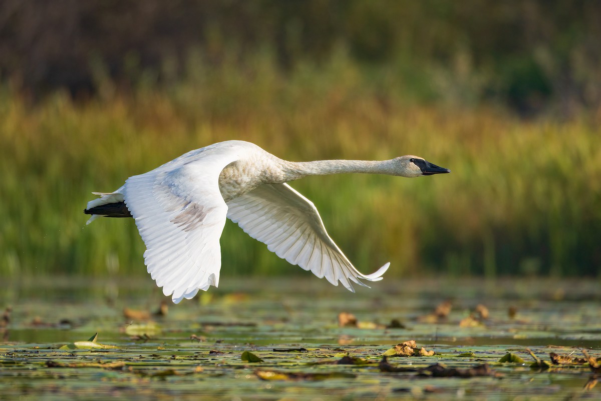 Cygne trompette - ML641579051
