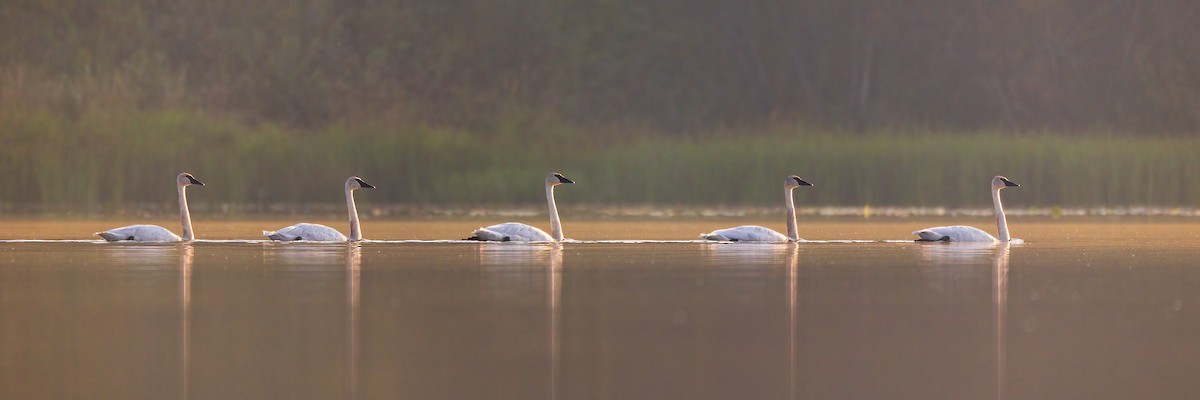 Cygne trompette - ML641579052