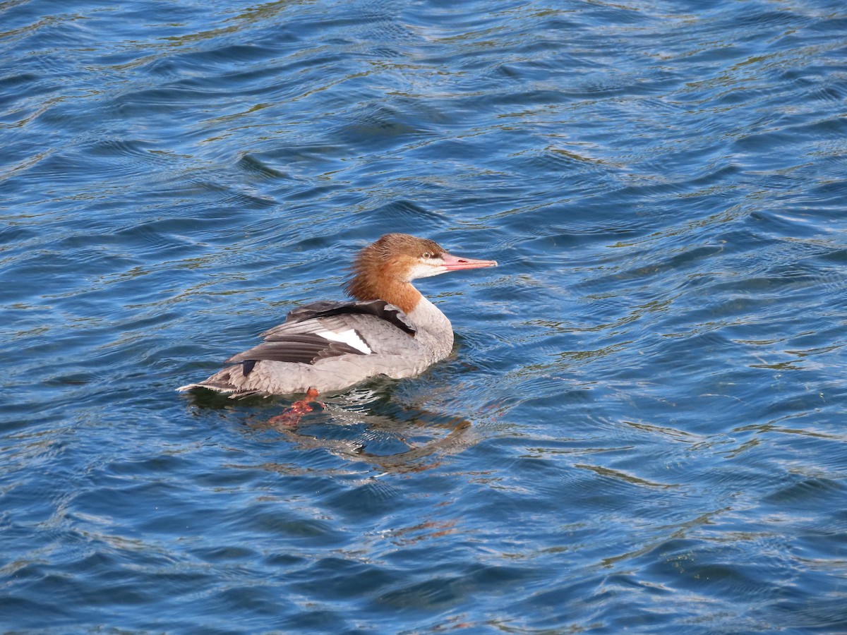 Common Merganser (North American) - ML641579053