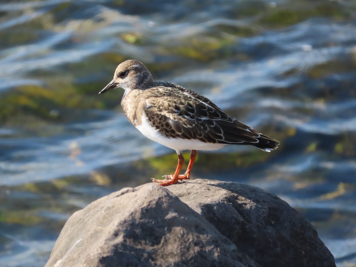 Ruddy Turnstone - ML641579079