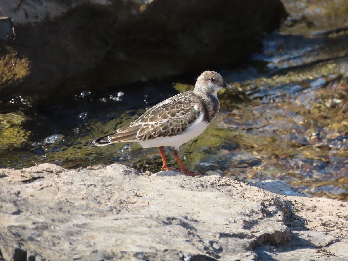 Ruddy Turnstone - ML641579080