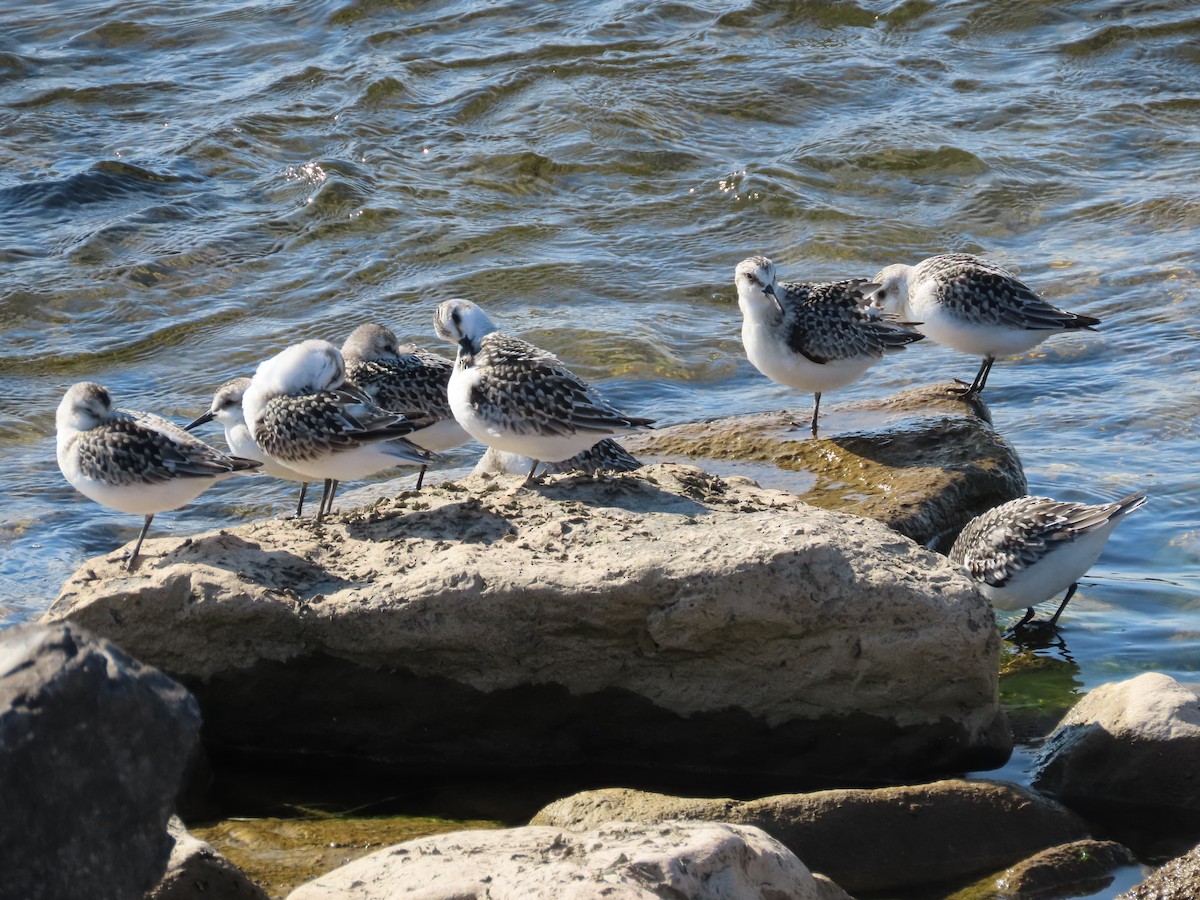 Sanderling - ML641579096