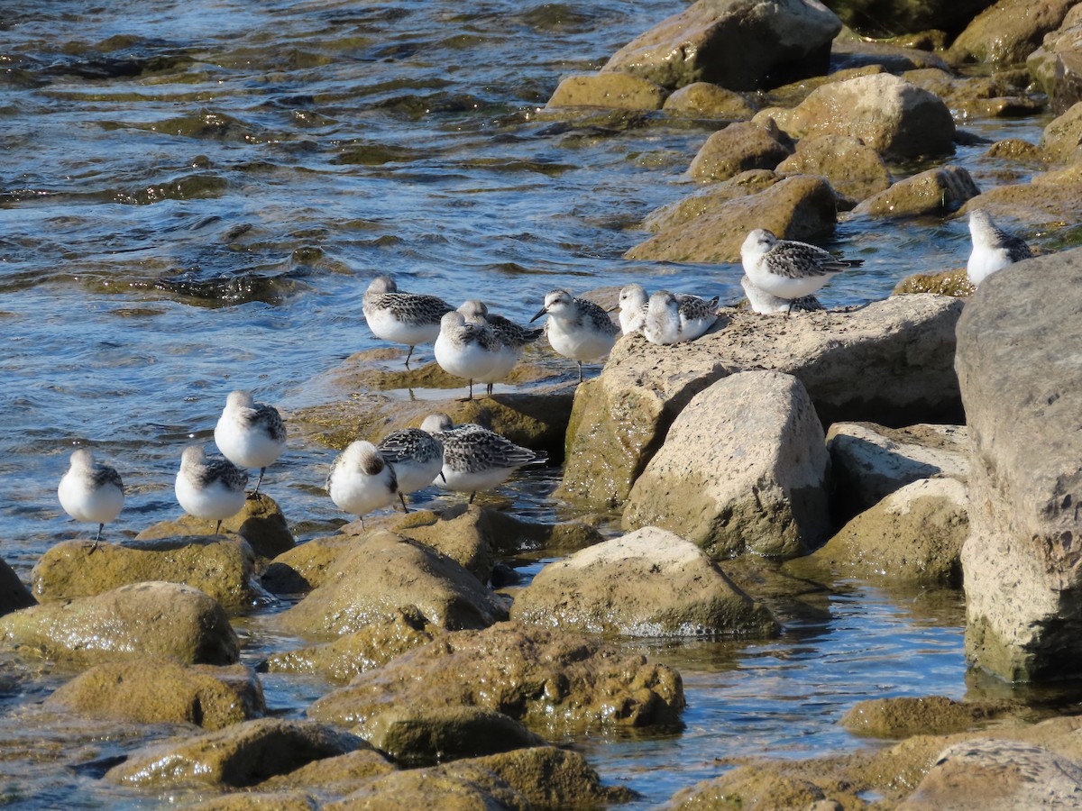 Sanderling - ML641579098