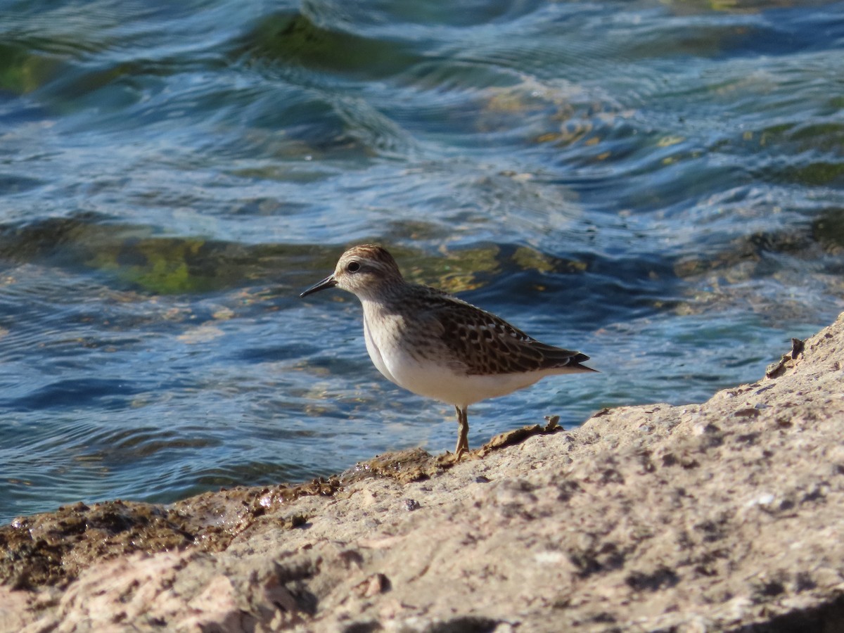 Least Sandpiper - ML641579109