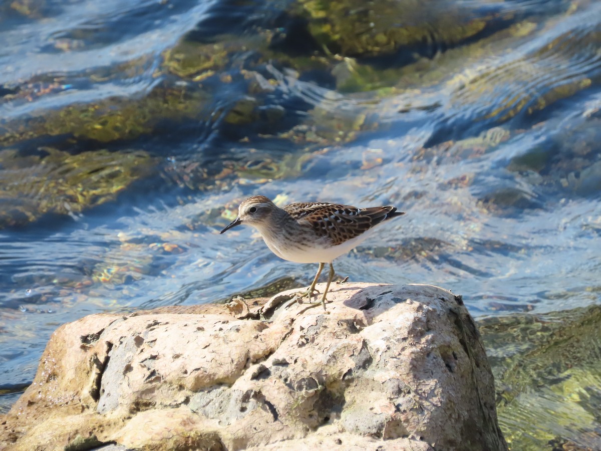 Least Sandpiper - ML641579111