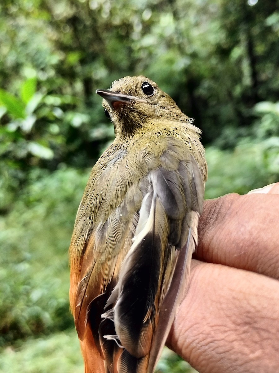 Olivaceous Woodcreeper - ML641579114