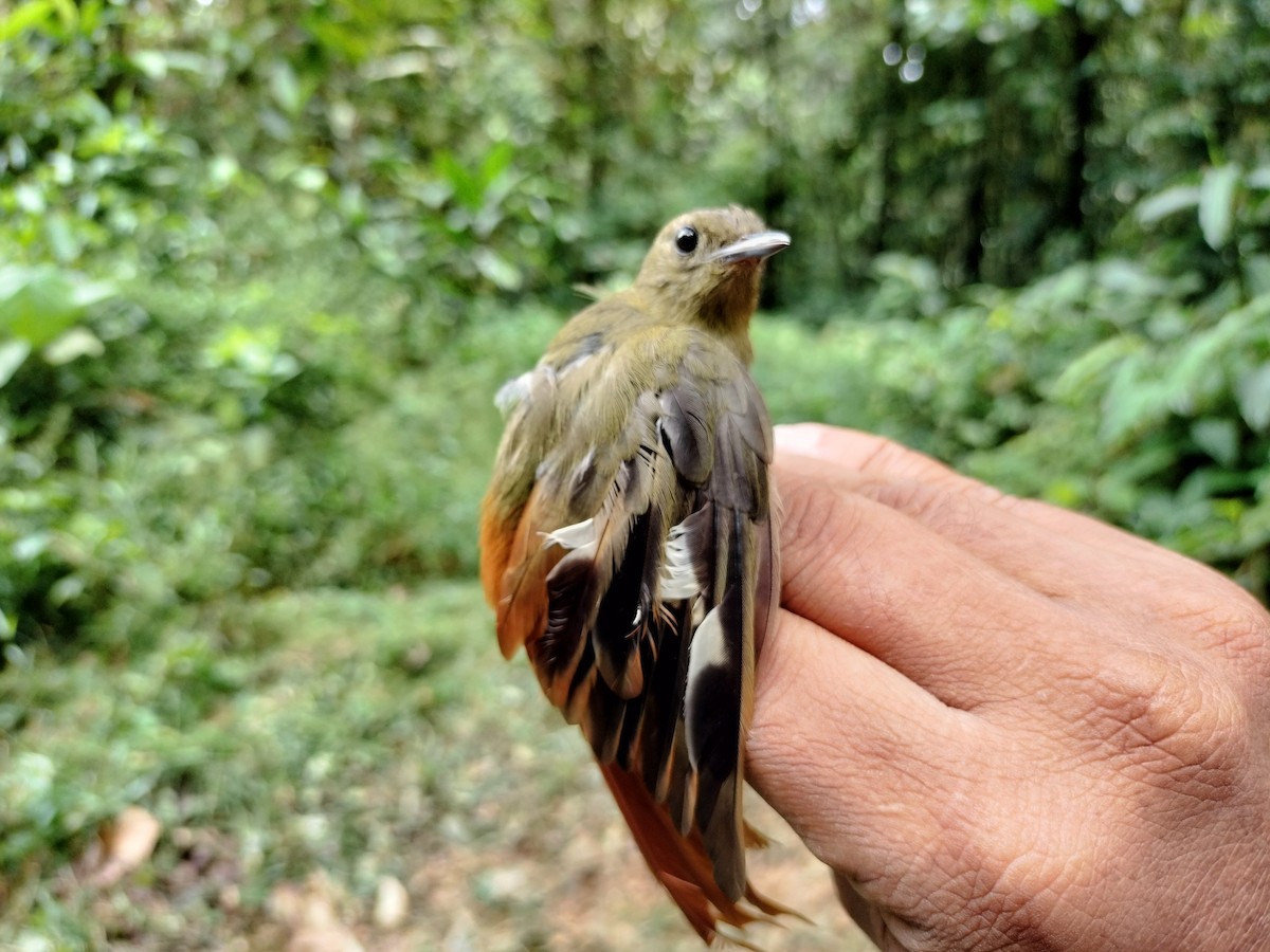 Olivaceous Woodcreeper - ML641579116