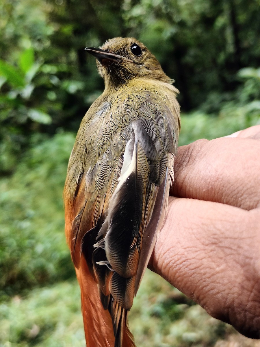 Olivaceous Woodcreeper - ML641579117