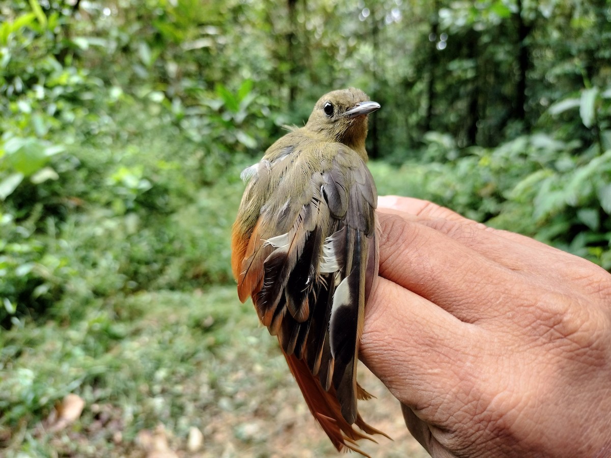 Olivaceous Woodcreeper - ML641579118