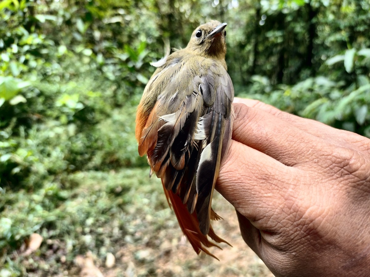 Olivaceous Woodcreeper - ML641579119