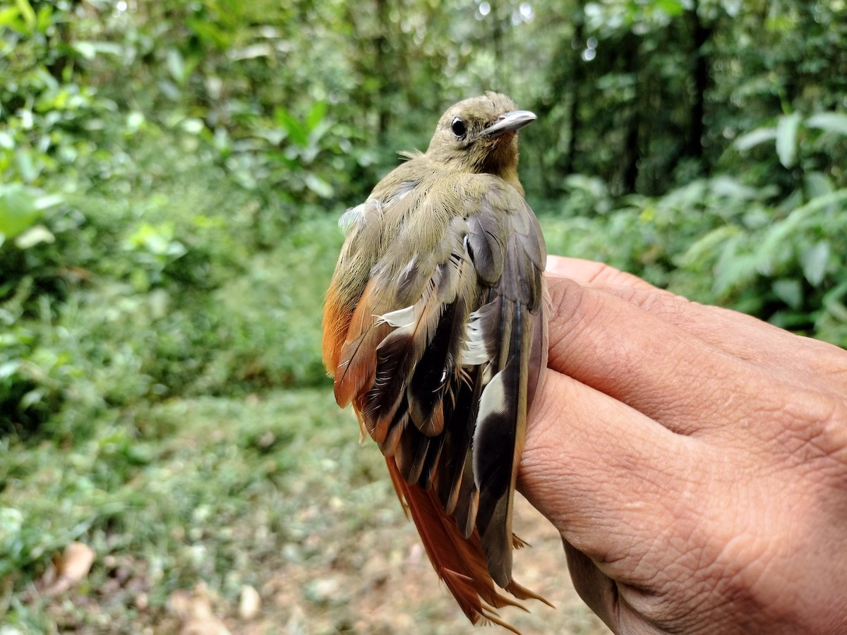 Olivaceous Woodcreeper - ML641579120