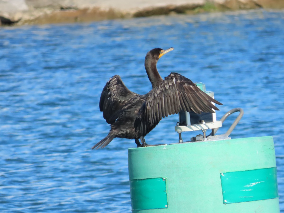 Double-crested Cormorant - ML641579126