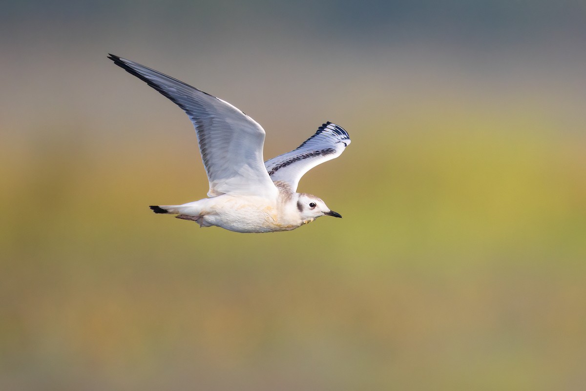 Mouette de Bonaparte - ML641579127
