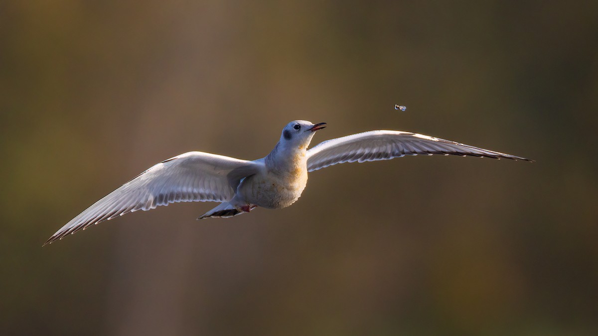 Mouette de Bonaparte - ML641579131