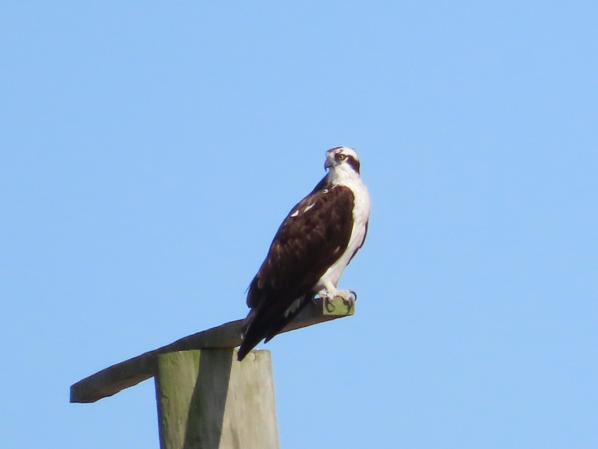 Osprey (American) - ML641579137