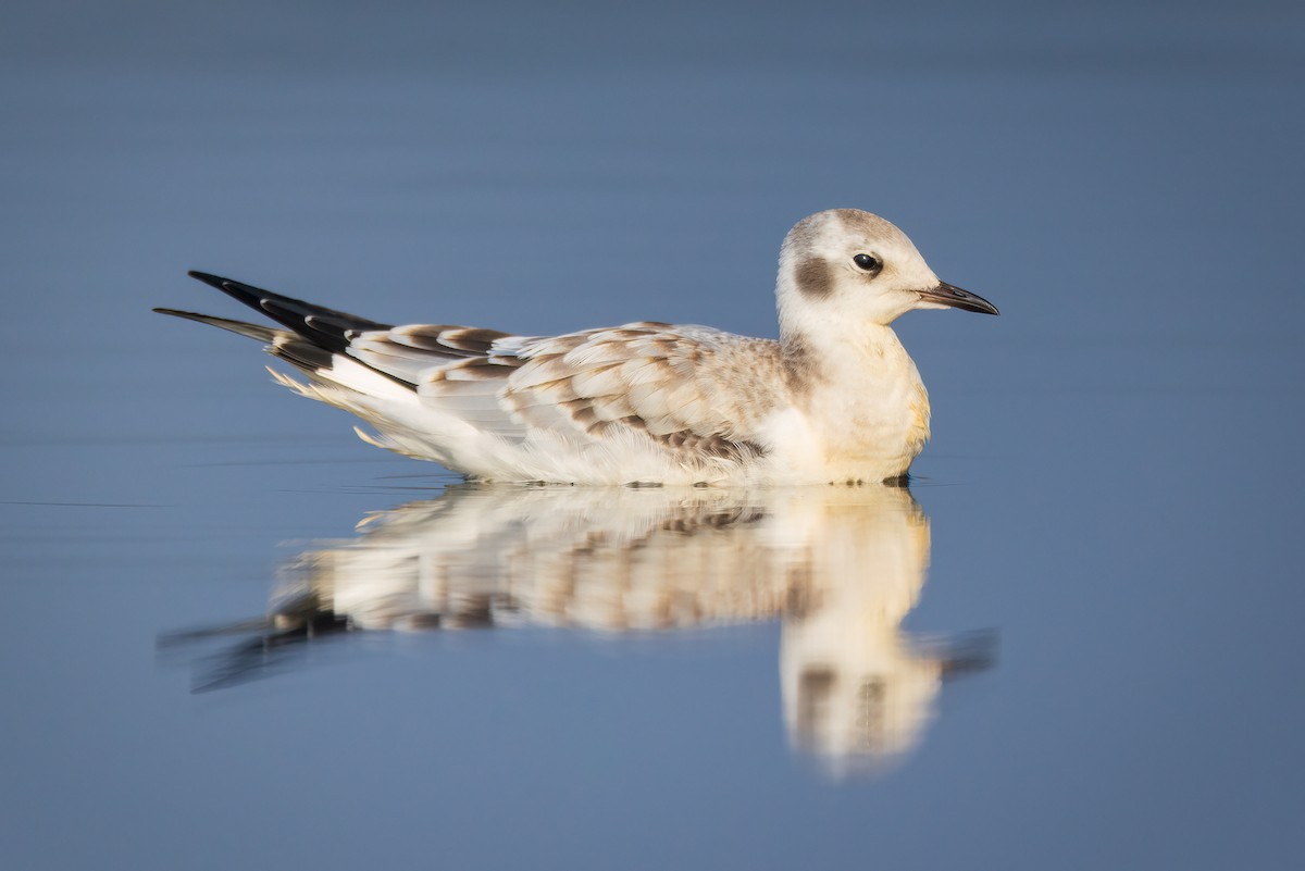 Mouette de Bonaparte - ML641579138