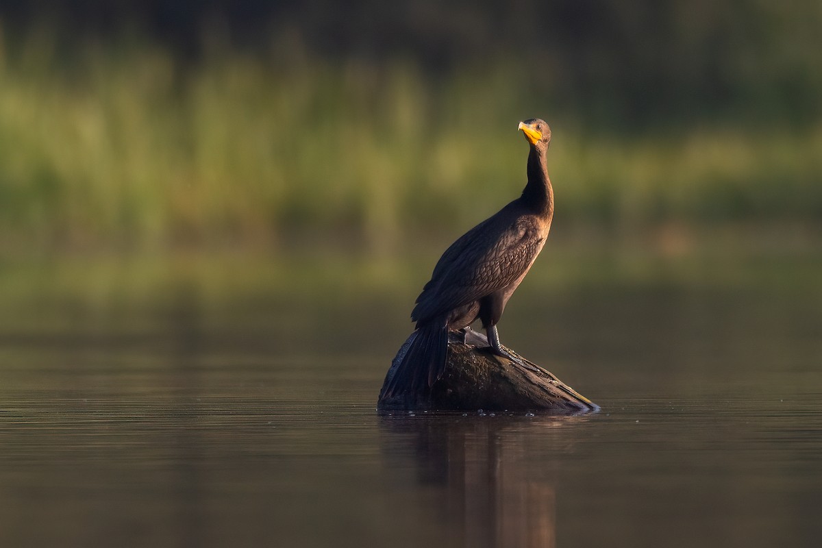 Cormoran à aigrettes - ML641579152