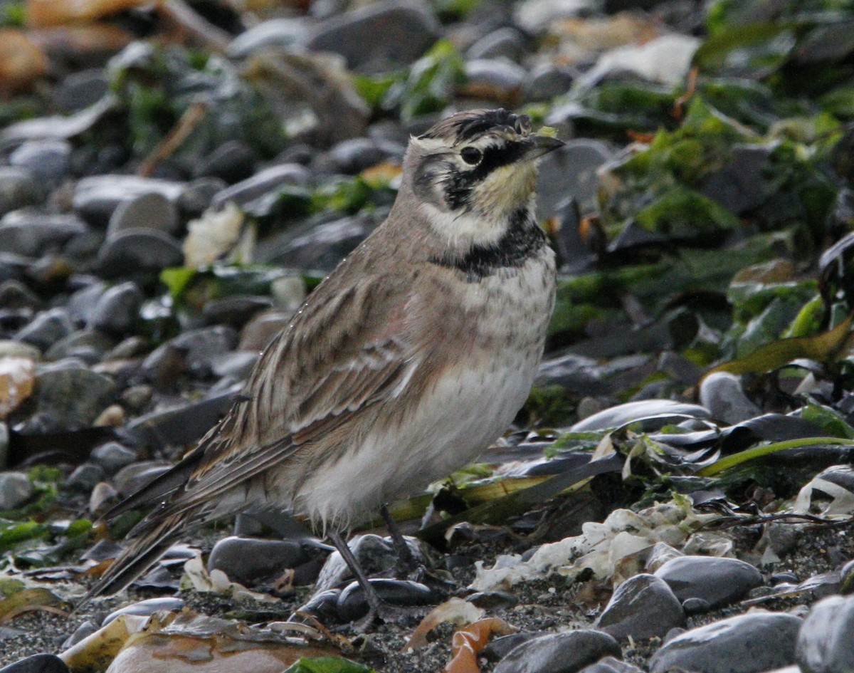 Horned Lark - ML641579178