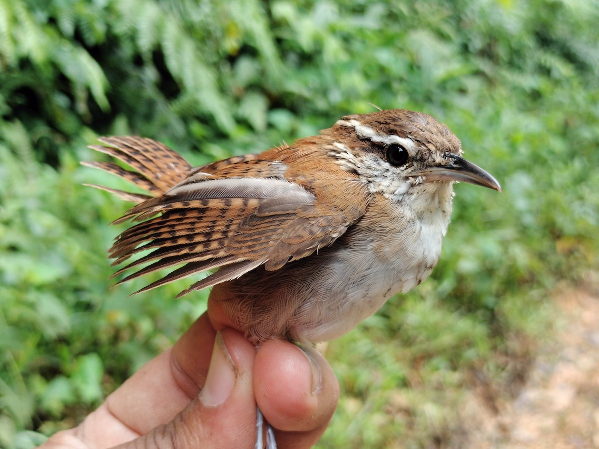 Rufous-and-white Wren - ML641579190