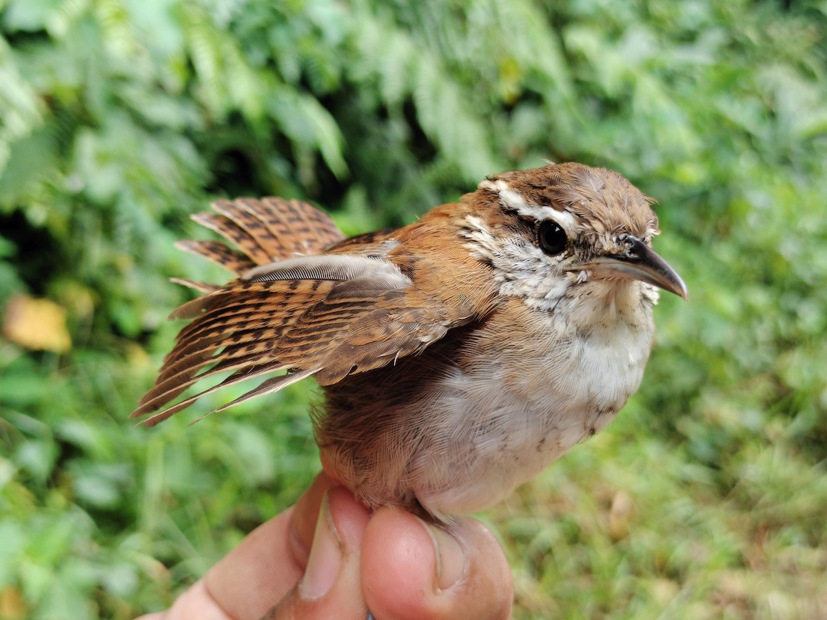 Rufous-and-white Wren - ML641579191