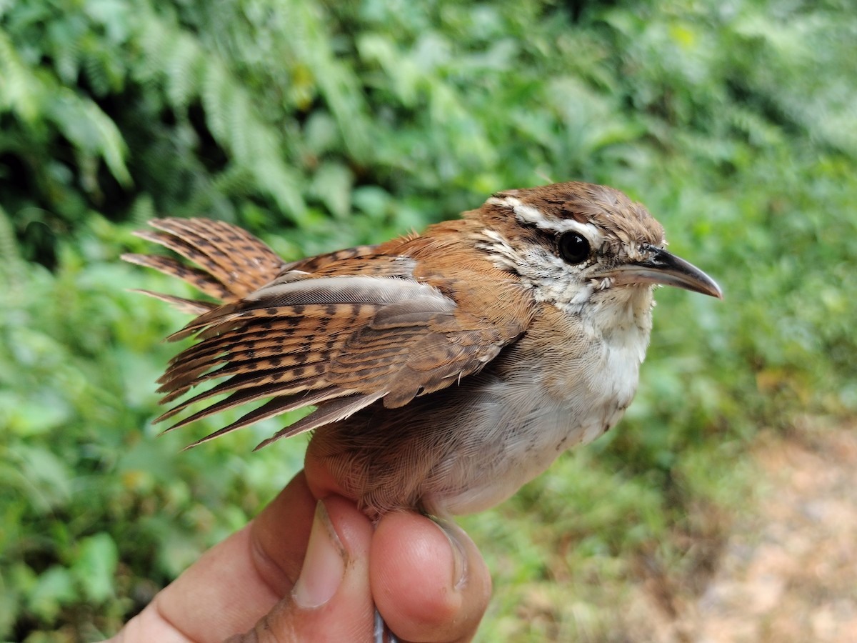 Rufous-and-white Wren - ML641579192