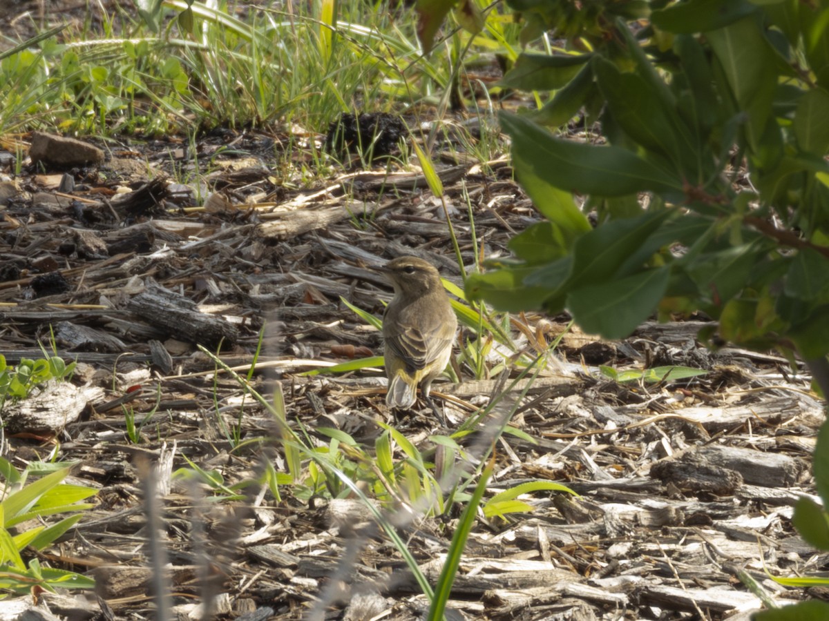 Palm Warbler - ML641579194