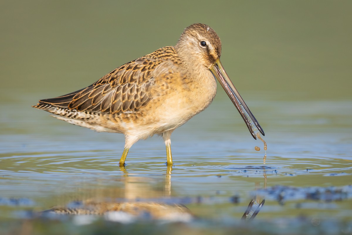 Bécassin à long bec - ML641579210