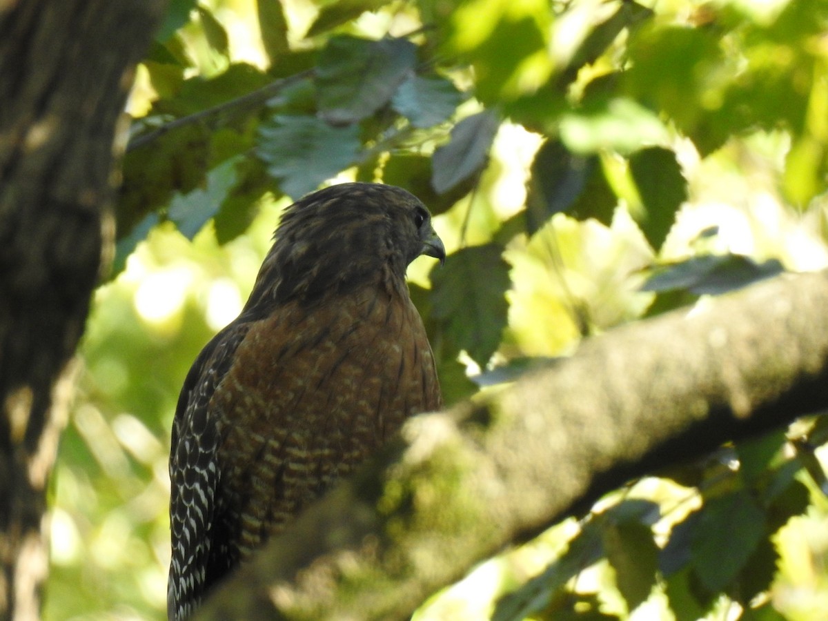 Red-shouldered Hawk - ML641579234