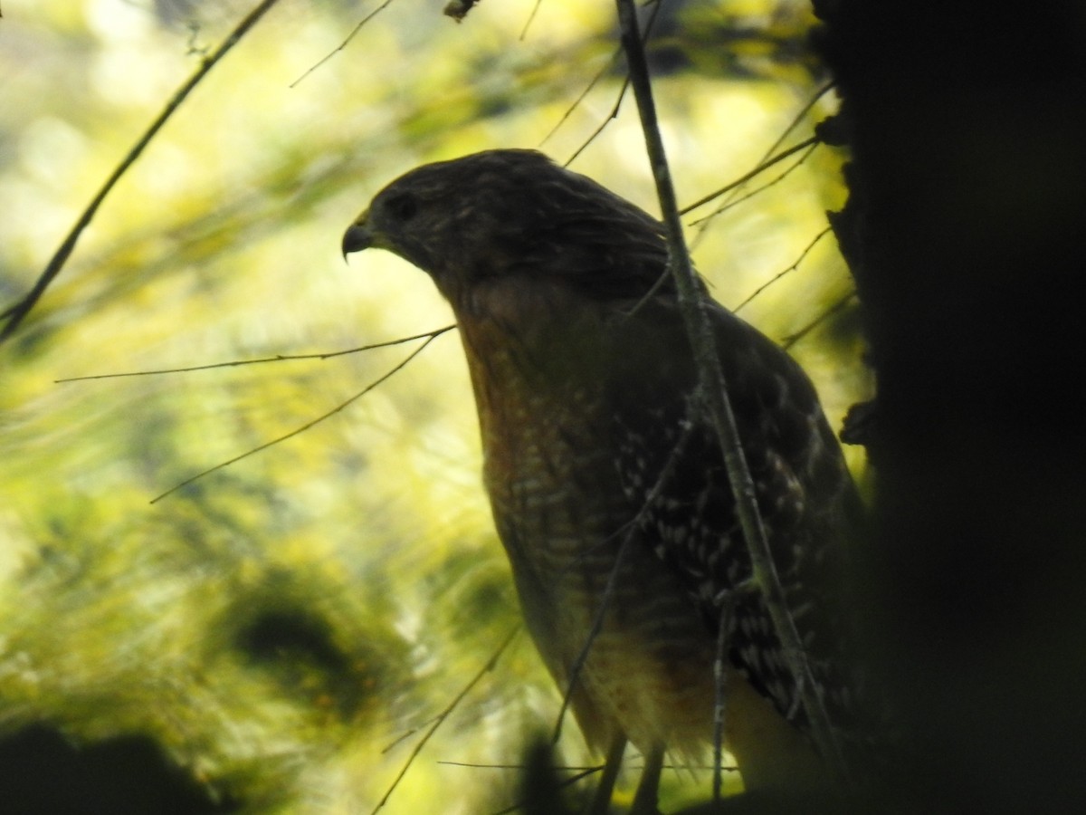 Red-shouldered Hawk - ML641579235