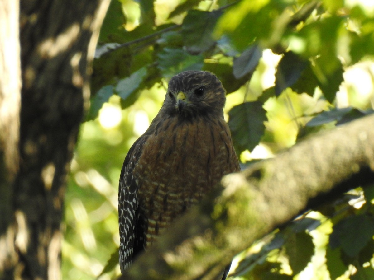 Red-shouldered Hawk - ML641579237