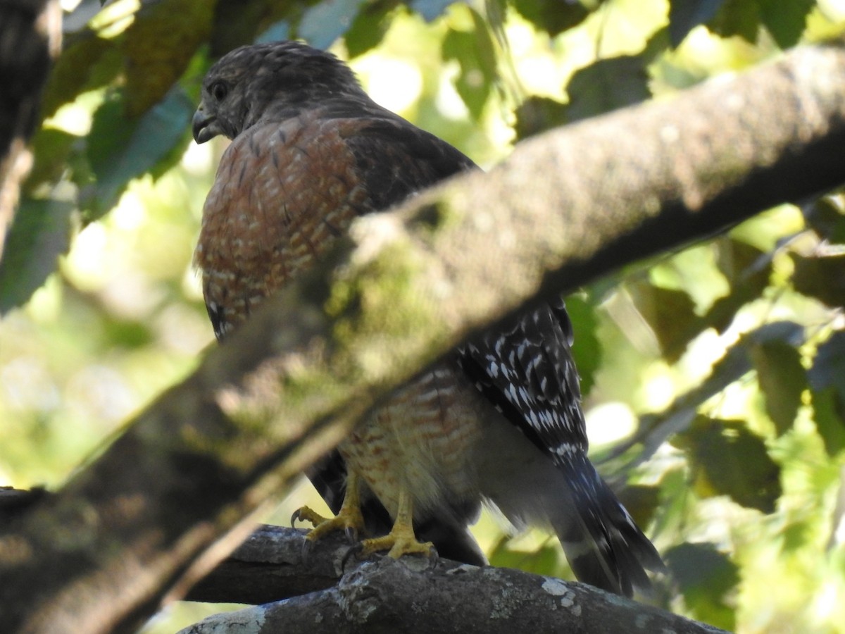 Red-shouldered Hawk - ML641579238