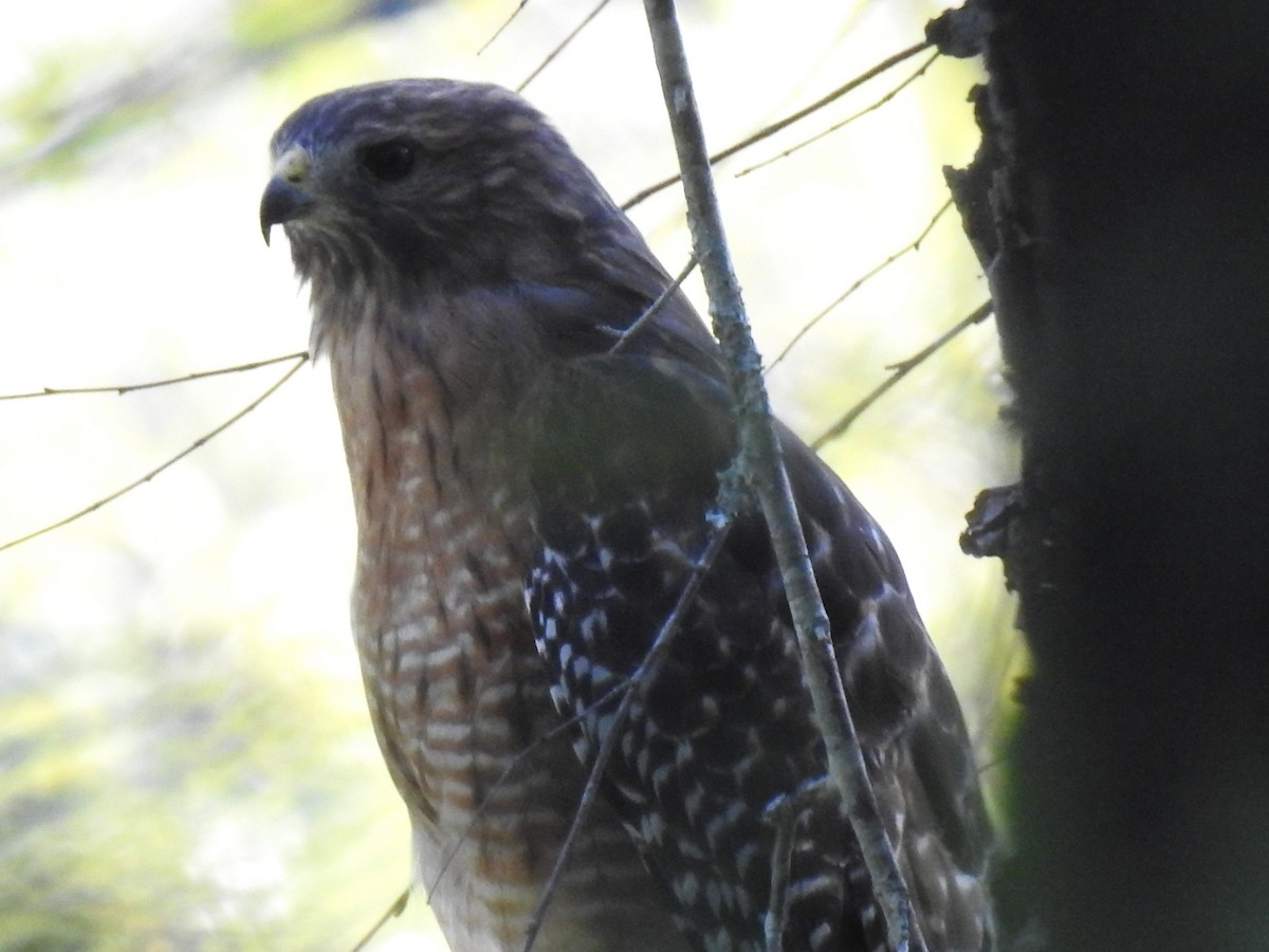 Red-shouldered Hawk - ML641579239